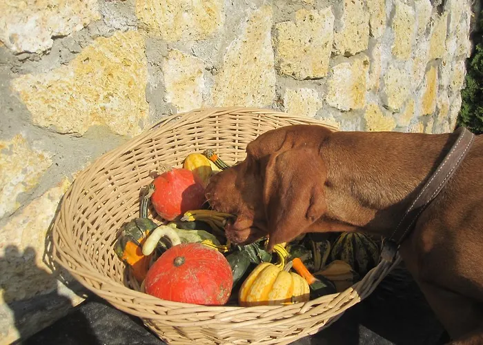 Apartment Janicsar Garden Erlau
