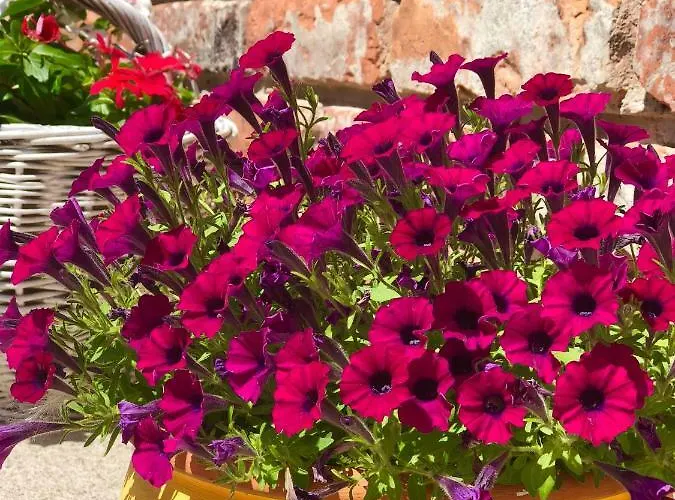 Janicsar Garden Apartment Erlau