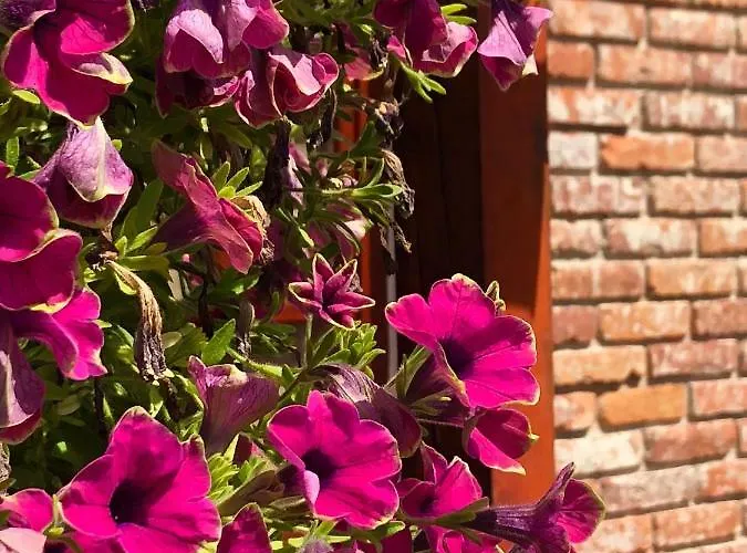 Janicsar Garden Apartment *