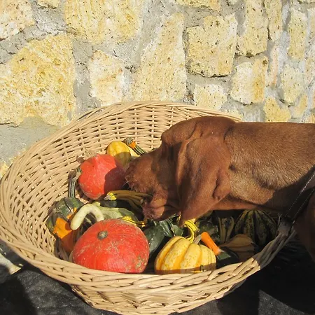 公寓 Janicsar Garden 埃格尔