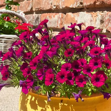 Janicsar Garden Apartamento Eger